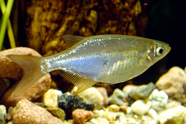 Chela cachius