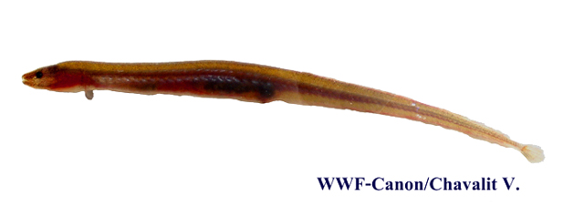 Chaudhuria caudata