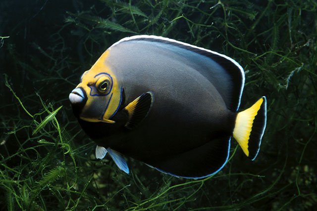 Chaetodontoplus conspicillatus
