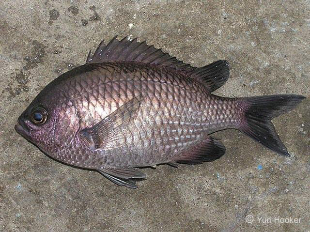Chromis crusma