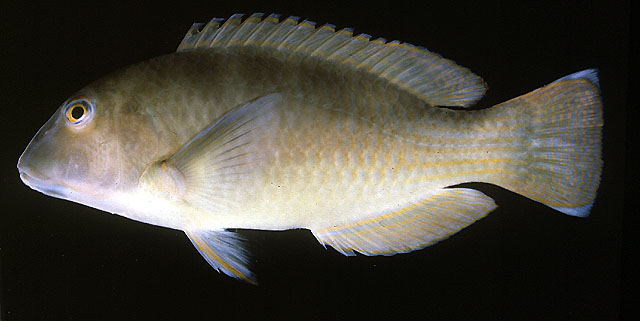 Choerodon cyanodus