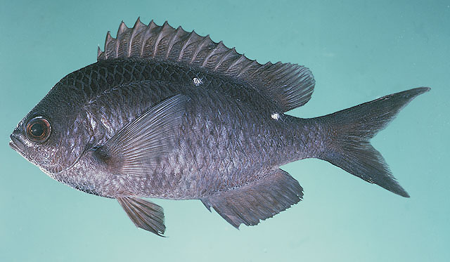 Chromis dispila