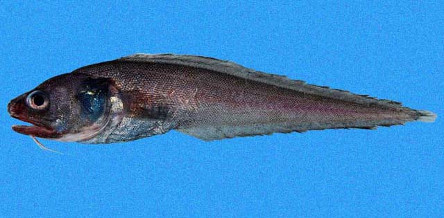 Cherublemma emmelas