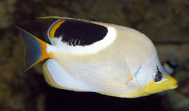 Chaetodon ephippium