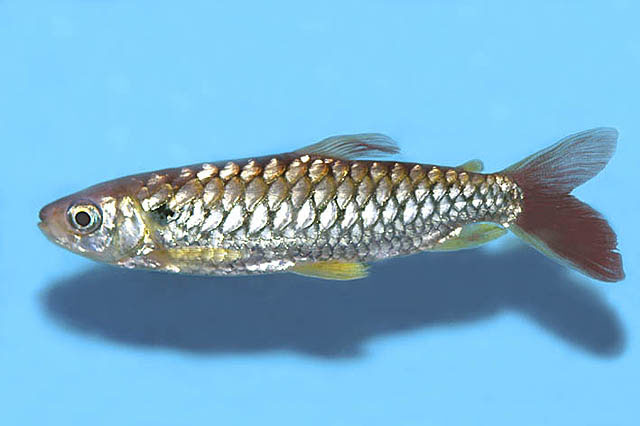 Chery_u0.jpg