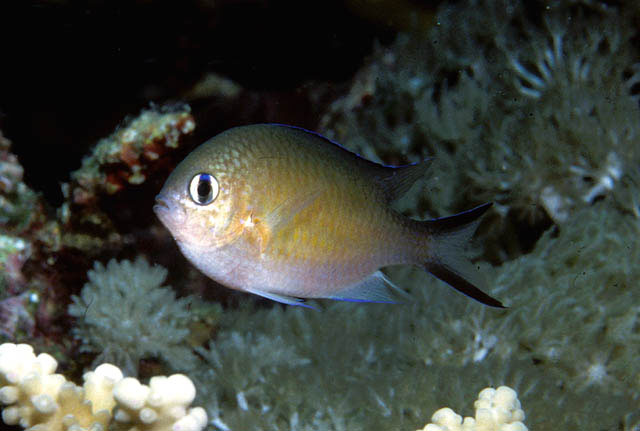 Chromis flavaxilla