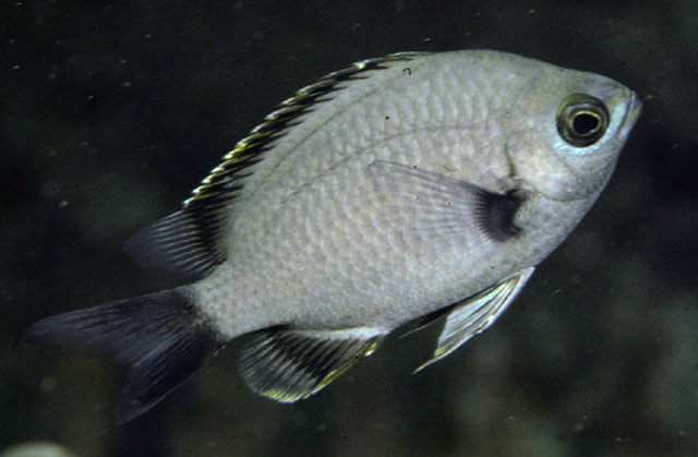 Chromis flavapicis