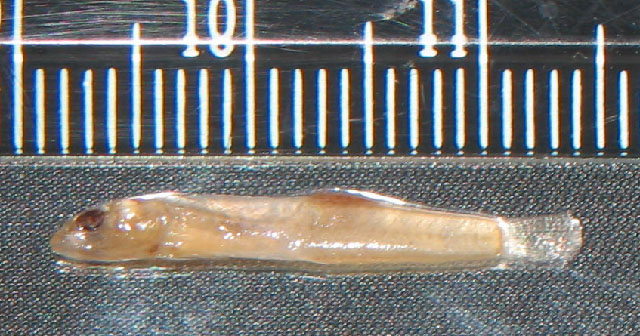 Awaous fluviatilis
