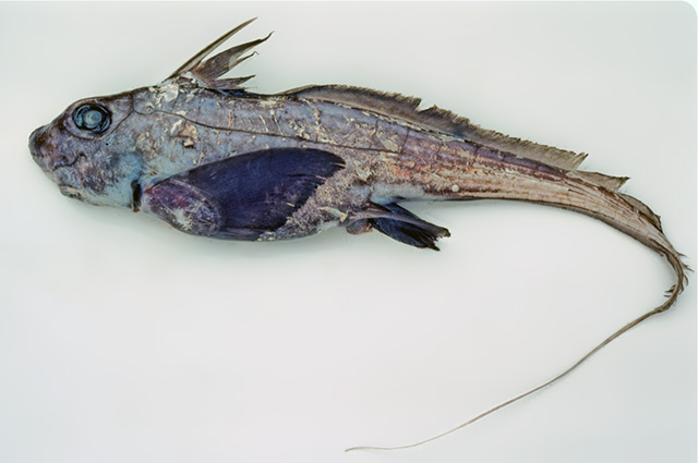 Chimaera fulva