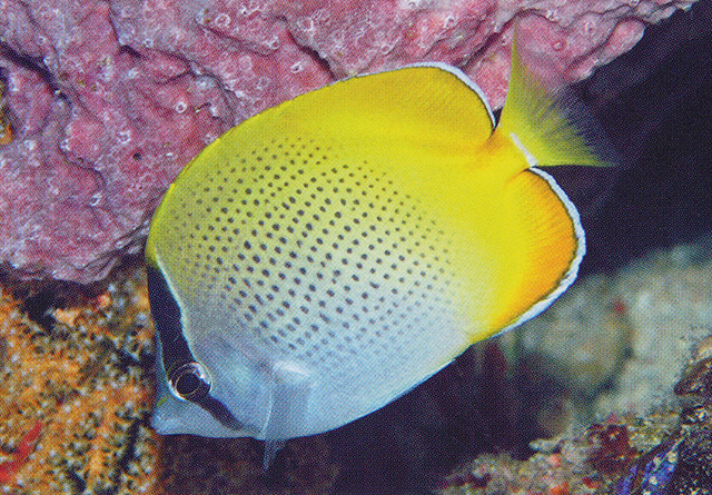 Chaetodon guentheri