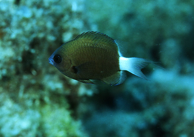 Pycnochromis hanui