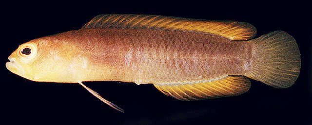 Chlidichthys inornatus