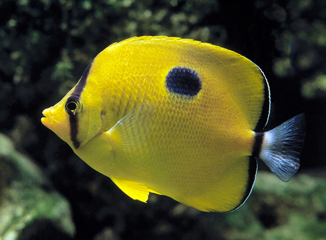 Chaetodon interruptus