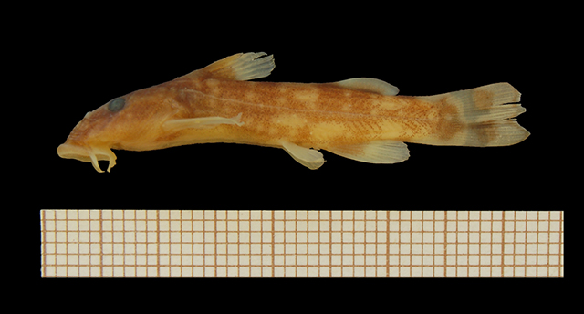 Chiloglanis kalambo