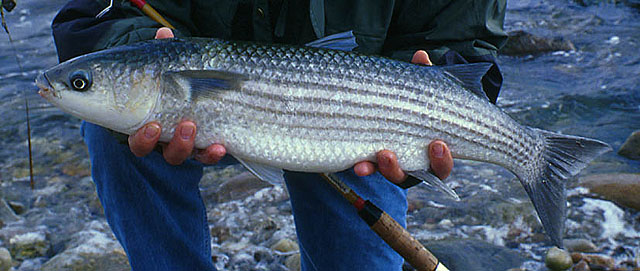 Chelon labrosus