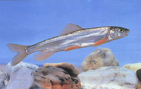 Chuanchia labiosa
