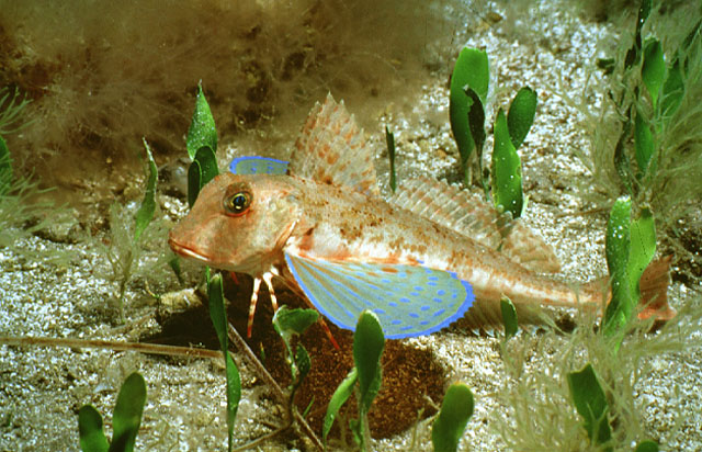 Chelidonichthys lastoviza