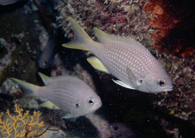 Chromis lubbocki