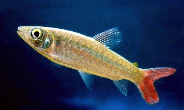 Chalceus macrolepidotus
