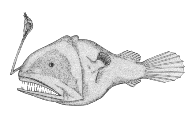 Chaenophryne melanorhabdus