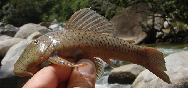 Chaetostoma milesi