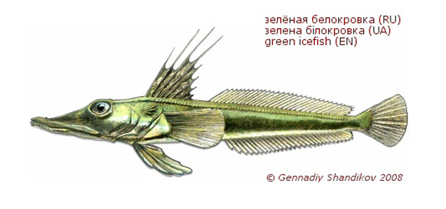 Channichthys mithridatis