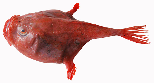 Chaunax multilepis