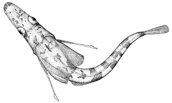 Chionodraco myersi