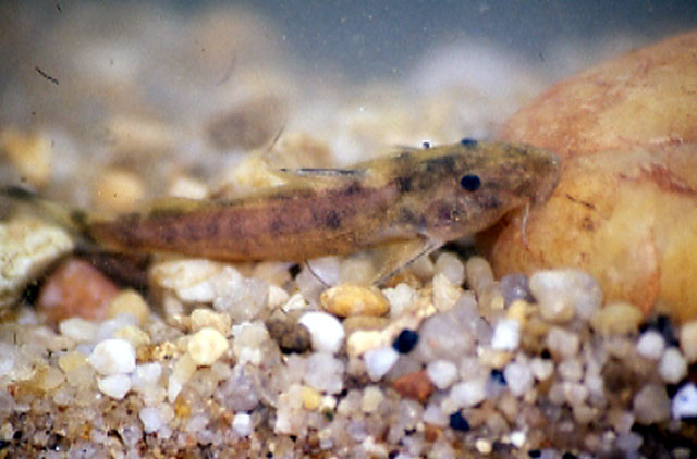 Chiloglanis neumanni
