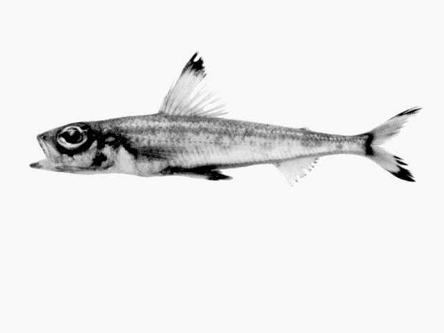 Paraulopus nigripinnis