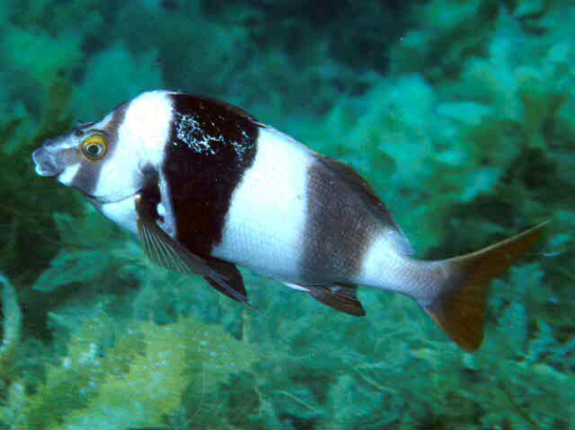 Pseudogoniistius nigripes