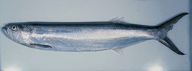 Chirocentrus nudus
