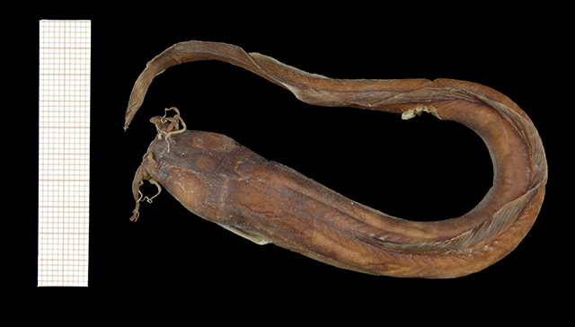 Channallabes ogooensis
