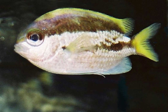 Choka_u1.jpg