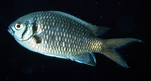 Chromis opercularis