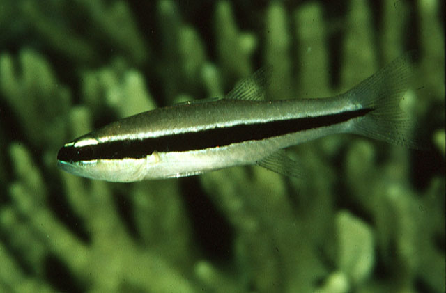 Cheilodipterus parazonatus