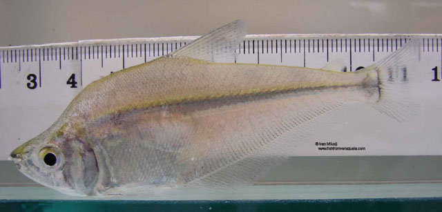 Charax pauciradiatus