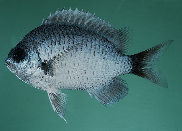 Chpel_u0.jpg