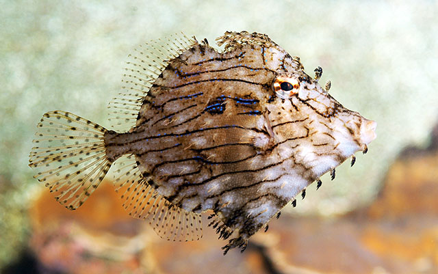 Chaetodermis penicilligerus
