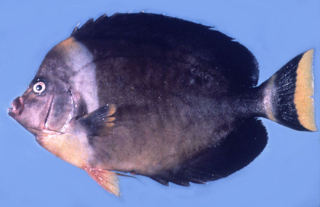 Chaetodontoplus personifer