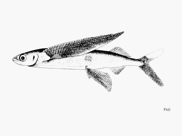 Cheilopogon pinnatibarbatus