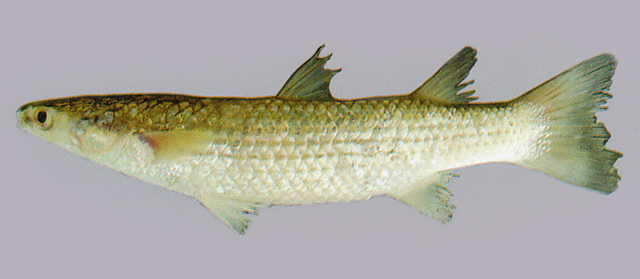 Planiliza planiceps