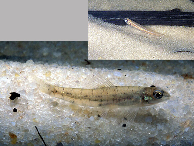 Characidium pteroides
