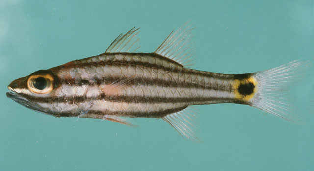 Cheilodipterus pygmaios