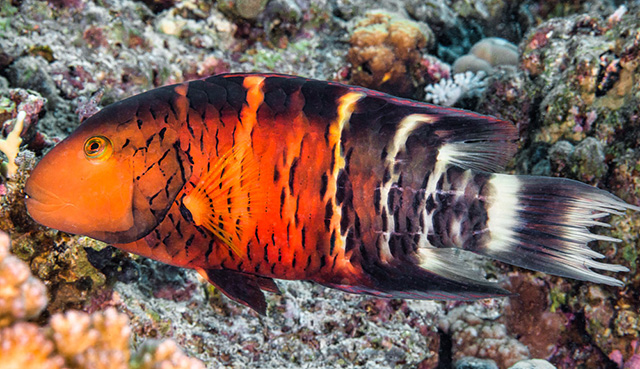Concholabrus quinquecinctus