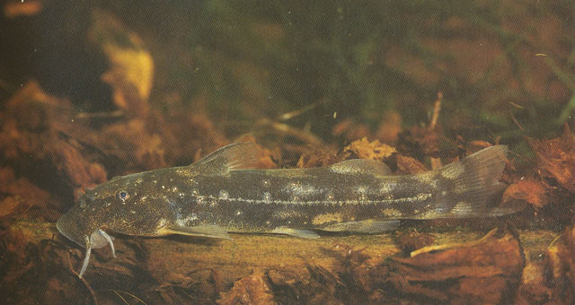 Chiloglanis rukwaensis