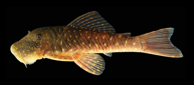 Chaetostoma sacramento
