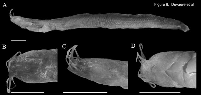 Channallabes sanghaensis