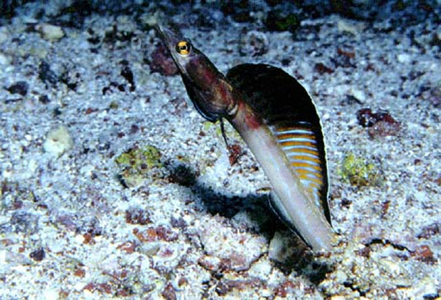 Chaenopsis schmitti