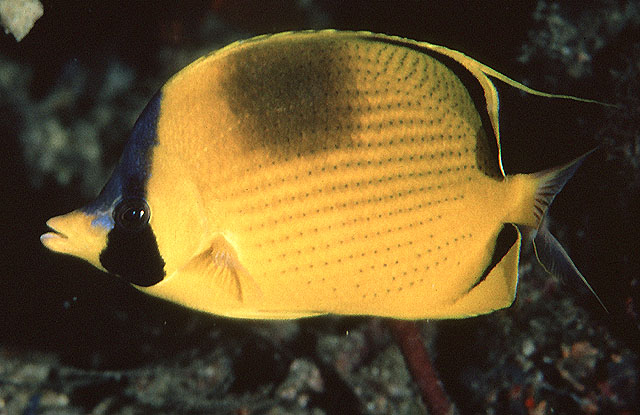 Chaetodon semeion